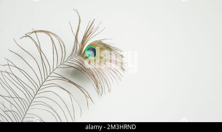 plume de paon isolée sur blanc. copier l'espace Banque D'Images