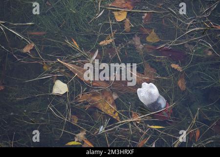 Sujet environnemental concernant la pollution de la rivière avec bouteille en plastique d'une boisson non alcoolisée. Banque D'Images