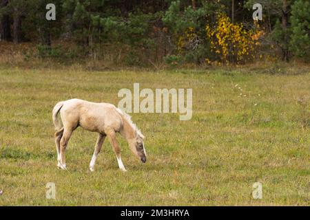 Palomino foal pâturage dans le champ. Photo de haute qualité Banque D'Images
