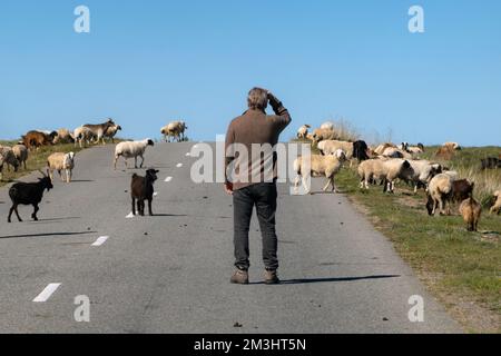 Homme debout au milieu de l'autoroute et regardant dans la distance entourée de moutons et de chèvres. Voyageur sur la route, animaux de ferme autour de h Banque D'Images