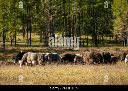 Entendu parler d'animaux dans le champ qui gazent le jour ensoleillé. Bétail mangeant de l'herbe dans les terres agricoles rurales par une journée chaude et lumineuse. Banque D'Images