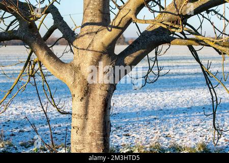 Boveney, Buckinghamshire, Royaume-Uni. 15th décembre 2022. Malgré le soleil, c'était une autre journée froide glaciale aujourd'hui à Boveney, dans le Buckinghamshire. Une légère poussière de neige est restée sur le sol depuis dimanche soir. Crédit : Maureen McLean/Alay Live News Banque D'Images