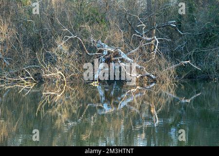 Boveney, Buckinghamshire, Royaume-Uni. 15th décembre 2022. Malgré le soleil, c'était une autre journée froide glaciale aujourd'hui à Boveney, dans le Buckinghamshire. Une légère poussière de neige est restée sur le sol depuis dimanche soir. Crédit : Maureen McLean/Alay Live News Banque D'Images