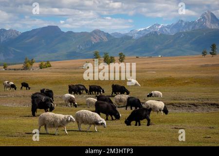 Troupeau de moutons mangeant de l'herbe dans le champ dans une Mongolie rurale avec une montagne en arrière-plan par une journée ensoleillée. Banque D'Images