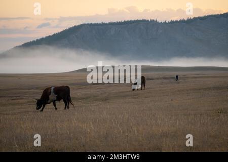 Vaches et taureaux mangeant de l'herbe dans un champ avec des montagnes en arrière-plan le matin brumeux. Les animaux gazent dans la nature mongole. Banque D'Images