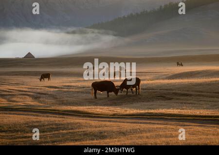 Vaches et taureaux mangeant de l'herbe dans un champ avec des montagnes en arrière-plan le matin brumeux. Les animaux gazent dans la nature mongole. Banque D'Images