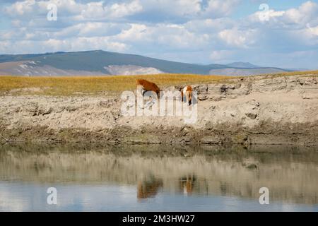 Une petite vache sur une rive de rivière mangeant de l'herbe avec des montagnes en arrière-plan par une journée ensoleillée. De jeunes taureaux grassent dans la nature mongole. Banque D'Images