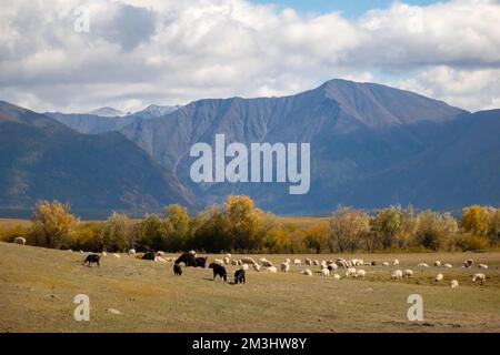 Troupeau de moutons mangeant de l'herbe dans le champ dans une Mongolie rurale avec une montagne en arrière-plan par une journée ensoleillée. Banque D'Images