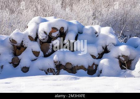 grumes de pin coupées et empilées recouvertes de neige Banque D'Images