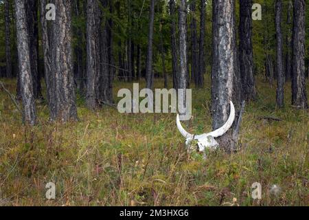 Crâne de taureau pendu sur un arbre au bord de la forêt. Crâne de Yak avec de grandes cornes dans un marais. Banque D'Images