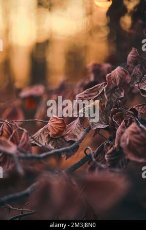 feuilles couvertes de gel au soleil du matin. Photo de haute qualité Banque D'Images