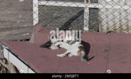 Chat sauvage et petit chaton jouent en plein air. Action. La mère chat mord son chaton en jouant avec amour tout en étant allongé sur le toit Banque D'Images