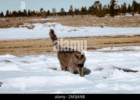 Adorable chat gris jouant et marchant dans la neige lors d'une journée bleue claire et ensoleillée. Le temps est froid, mais le chaton profite de l'environnement extérieur Banque D'Images