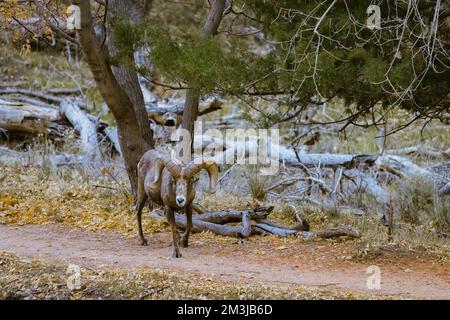 Super téléobjectif de mouflons de glands pageant, marchant, regardant dans le parc national de Zion dans l'Utah vu le long d'un sentier de randonnée populaire juste après le coucher du soleil à Banque D'Images