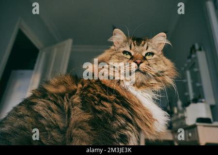 Portrait d'un chat de la forêt norvégienne sur un fond clair. Banque D'Images