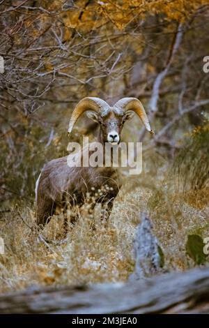 Super téléobjectif de mouflons de glands pageant, marchant, regardant dans le parc national de Zion dans l'Utah vu le long d'un sentier de randonnée populaire juste après le coucher du soleil à Banque D'Images