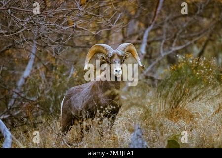 Super téléobjectif de mouflons de glands pageant, marchant, regardant dans le parc national de Zion dans l'Utah vu le long d'un sentier de randonnée populaire juste après le coucher du soleil à Banque D'Images