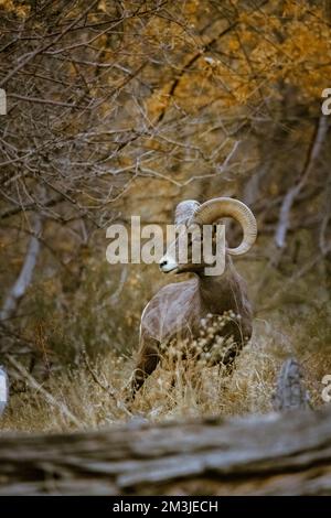 Super téléobjectif de mouflons de glands pageant, marchant, regardant dans le parc national de Zion dans l'Utah vu le long d'un sentier de randonnée populaire juste après le coucher du soleil à Banque D'Images