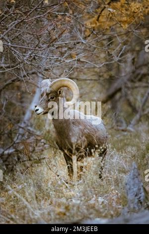 Super téléobjectif de mouflons de glands pageant, marchant, regardant dans le parc national de Zion dans l'Utah vu le long d'un sentier de randonnée populaire juste après le coucher du soleil à Banque D'Images