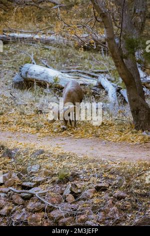 Super téléobjectif de mouflons de glands pageant, marchant, regardant dans le parc national de Zion dans l'Utah vu le long d'un sentier de randonnée populaire juste après le coucher du soleil à Banque D'Images