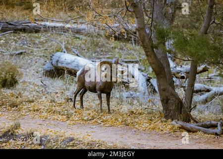 Super téléobjectif de mouflons de glands pageant, marchant, regardant dans le parc national de Zion dans l'Utah vu le long d'un sentier de randonnée populaire juste après le coucher du soleil à Banque D'Images