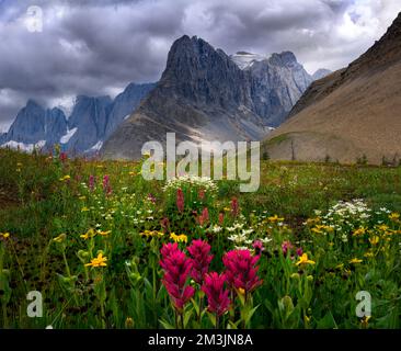 Fleurs sauvages fleurissent par le sentier Rockwall Banque D'Images