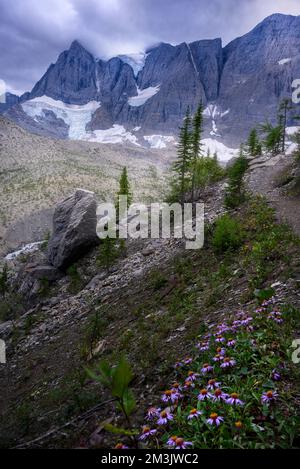 Fleurs sauvages fleurissent par le sentier Rockwall Banque D'Images