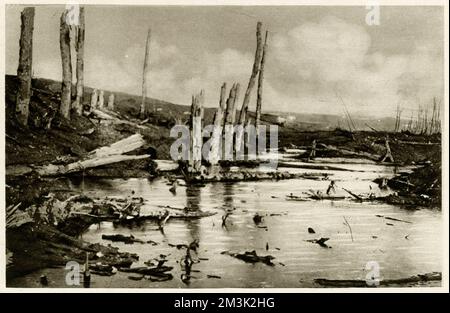 Marais sur le front occidental ; première Guerre mondiale, 1916 Banque D'Images