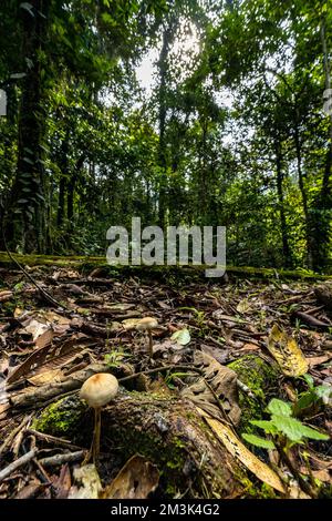 Selangor comme destination de loisirs tropicale. Banque D'Images