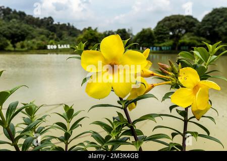 Selangor comme destination de loisirs tropicale. Banque D'Images