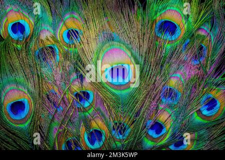 Des plumes de paon incroyables Banque D'Images