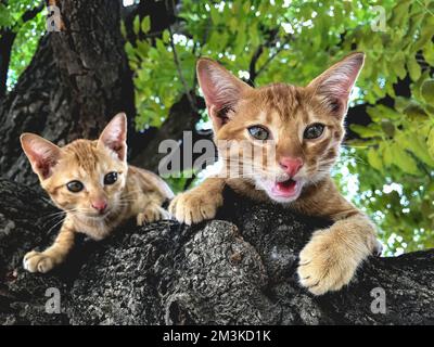 Un chat orange perché sur une branche Banque D'Images