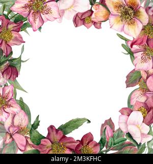 Cadre floral carré avec hellébores aquarelles isolées sur fond blanc. Pour la conception de cartes de vœux, modèle d'invitation, pour les cartes de Saint-Valentin Banque D'Images