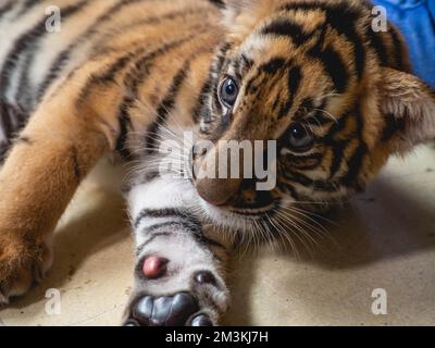 Little Tiger à Tiger Park province de Chonburi, Thaïlande Banque D'Images