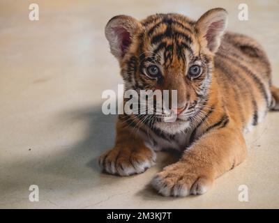 Little Tiger à Tiger Park province de Chonburi, Thaïlande Banque D'Images