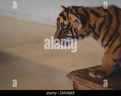 Little Tiger à Tiger Park province de Chonburi, Thaïlande Banque D'Images