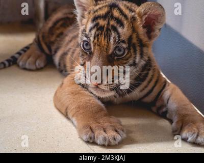 Little Tiger à Tiger Park province de Chonburi, Thaïlande Banque D'Images