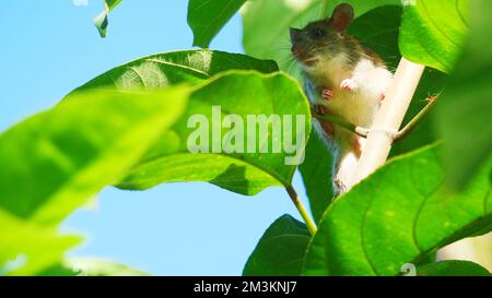 Rat sur arbre, hiding de souris, rongeur dans la brousse, souris de gros plan avec congé vert et ciel bleu en arrière-plan Banque D'Images