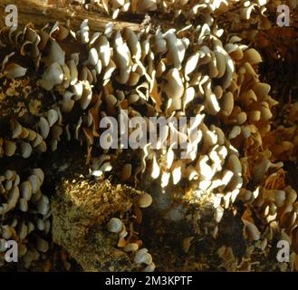 Le groupe de champignons. Il a été situé dans la voie forestière de Sri Pada. Les environs sont des forêts montagnardes. Sri Lanka. Banque D'Images