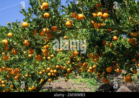 Beaucoup d'oranges et de feuilles vertes sur un arbre orange. La saison de floraison dans la forêt de Dongshi. Taichung, Taïwan. Banque D'Images