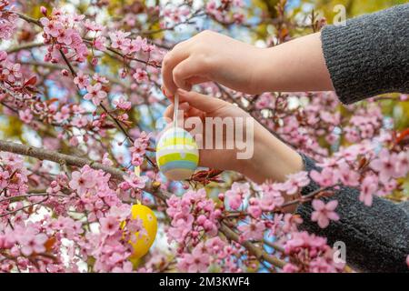 Tradition de Pâques. Les enfants pendent des œufs décoratifs jaunes sur des branches roses.décorations de Pâques dans le jardin. Vacances religieuses de printemps.Christian et Banque D'Images