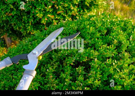 Cisailles de jardin pour la coupe de plantes. Tonte des plantes dans le jardin. Forme ronde en buis. Outil pour la formation de plantes Banque D'Images