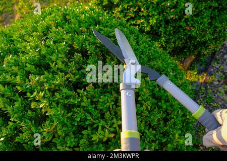 Cisaillement des plantes dans le jardin.outil pour la formation des plantes concept. Élagage topiaire.cisailles de jardin dans les mains mâles coupant un buis Banque D'Images