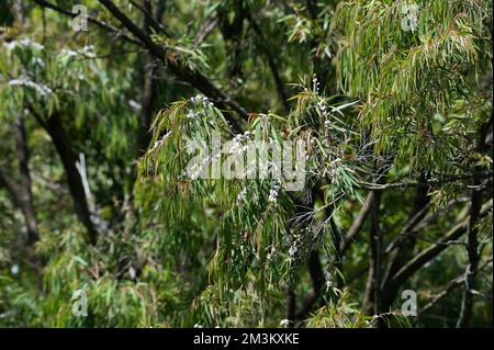 Cet arbre est à l'extérieur de mon appartement à Ringwood, Victoria, Australie. Jamais été capable de l'identifier, jusqu'à ce que je-naturaliste l'ait identifié comme Willow Myrtle. Banque D'Images