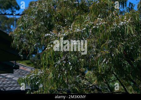 Cet arbre est à l'extérieur de mon appartement à Ringwood, Victoria, Australie. Jamais été capable de l'identifier, jusqu'à ce que je-naturaliste l'ait identifié comme Willow Myrtle. Banque D'Images