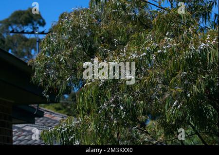 Cet arbre est à l'extérieur de mon appartement à Ringwood, Victoria, Australie. Jamais été capable de l'identifier, jusqu'à ce que je-naturaliste l'ait identifié comme Willow Myrtle. Banque D'Images