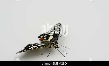 Papilio demolus, un papillon né d'une métamorphose de la chrysalide. Papilio demolus est un papillon à chaux commun et un butter à queue jaune répandu Banque D'Images