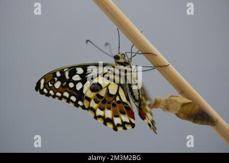 Papilio demolus, un papillon né d'une métamorphose de la chrysalide. Papilio demolus est un papillon à chaux commun et un butter à queue jaune répandu Banque D'Images