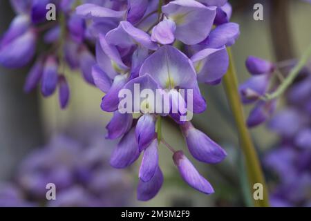 La wisteria chinoise pourpre est une espèce de plante à fleurs dans le pois. Fleurs violettes suspendues, Wisteria sinensis (Sims) Sweet. Lishan, Taïwan. Banque D'Images