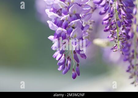 La wisteria chinoise pourpre est une espèce de plante à fleurs dans le pois. Fleurs violettes suspendues, Wisteria sinensis (Sims) Sweet. Lishan, Taïwan. Banque D'Images